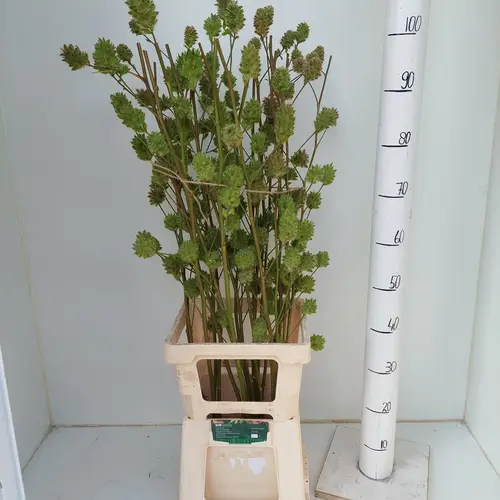 Glycyrrhiza yunnanensis 100cm