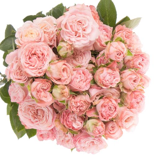 Rose verzweigt rosa Madam Bombastic 5+Blüte 70cm