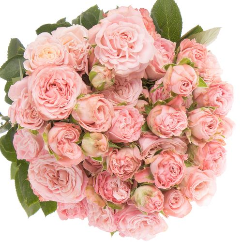 Rose verzweigt rosa Madam Bombastic 5+Blüte 70cm