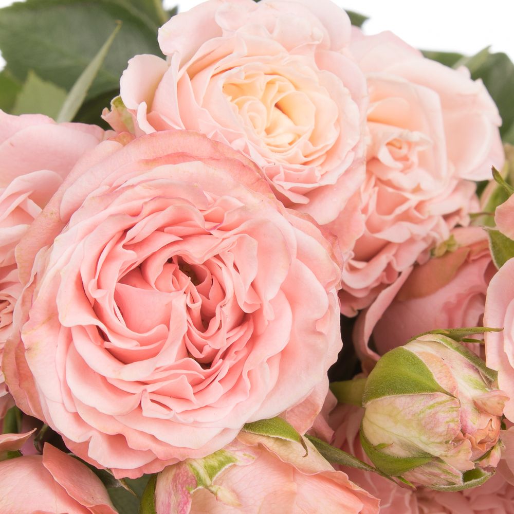 Rose verzweigt rosa Madam Bombastic 5+Blüte 70cm