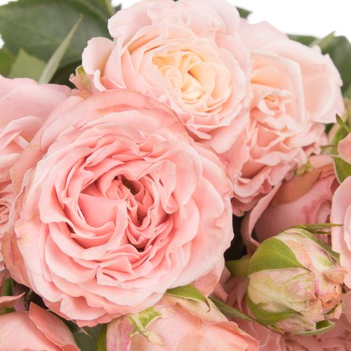 Rose verzweigt rosa Madam Bombastic 5+Blüte 70cm