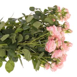 Rose verzweigt rosa Madam Bombastic 5+Blüte 70cm