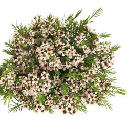Wachsflower weiss Snowflake 10 Gramm 40cm