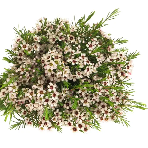 Wachsflower weiss Snowflake 10 Gramm 40cm