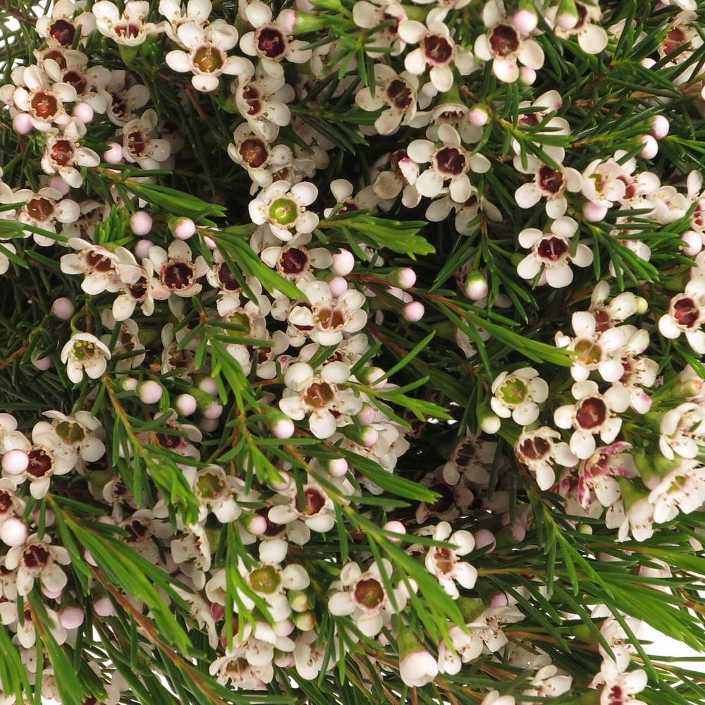 Wachsflower weiss Snowflake 10 Gramm 40cm