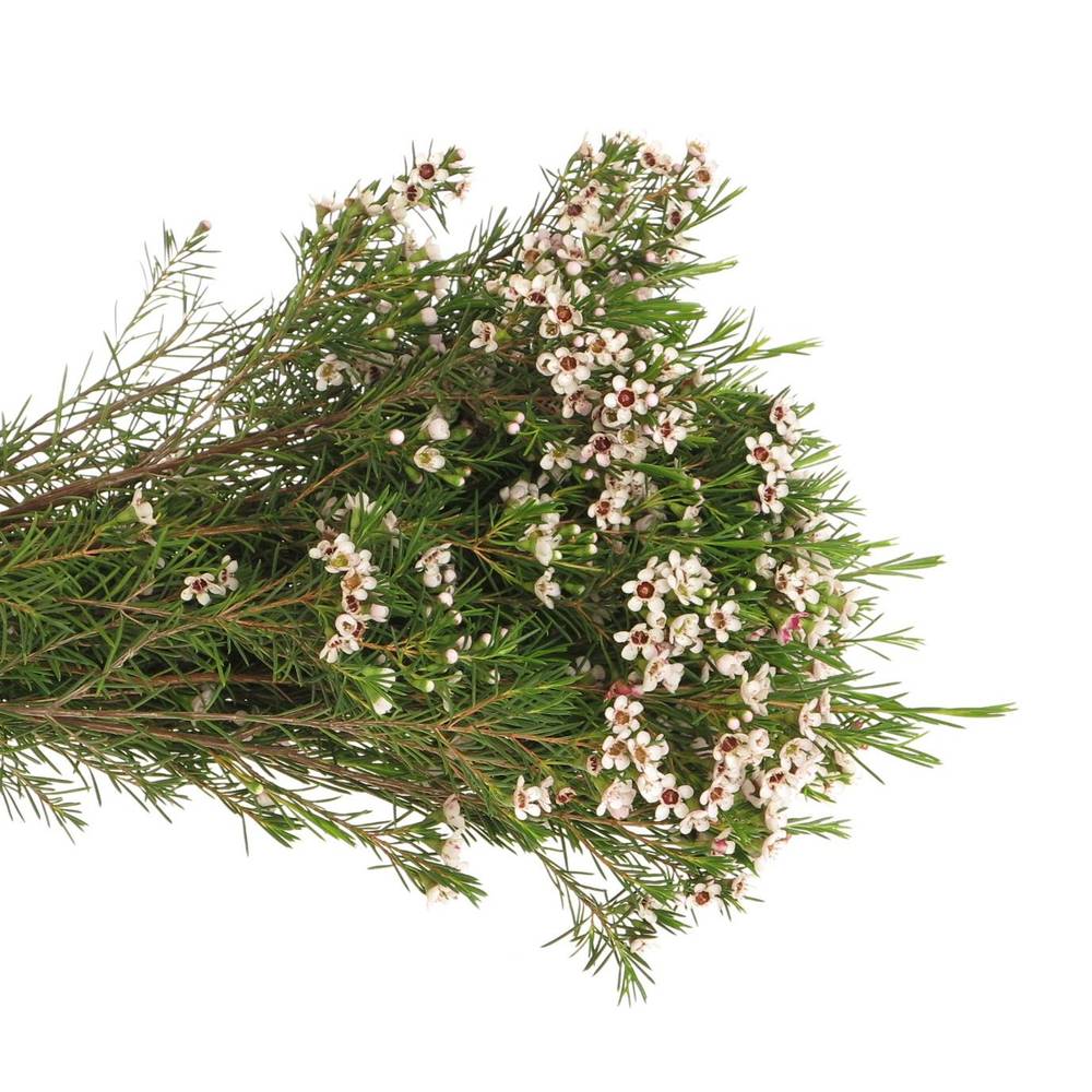 Wachsflower weiss Snowflake 10 Gramm 40cm