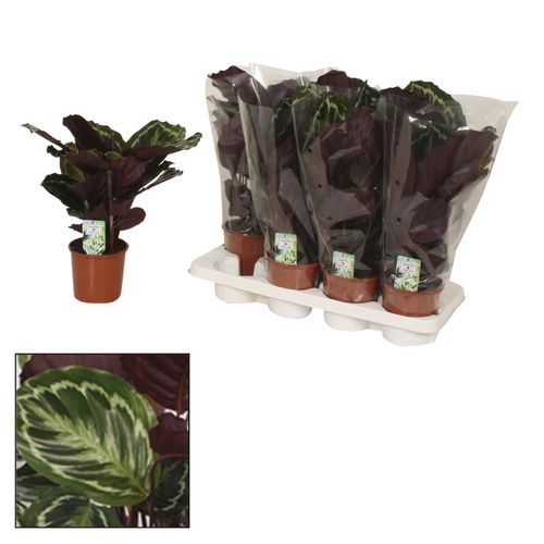 Calathea Medaillon T14 H40