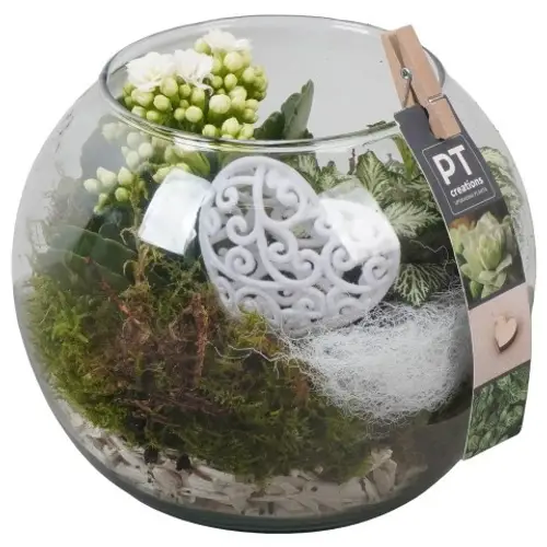 Kal.Arr PTVMG4987 T16 H018