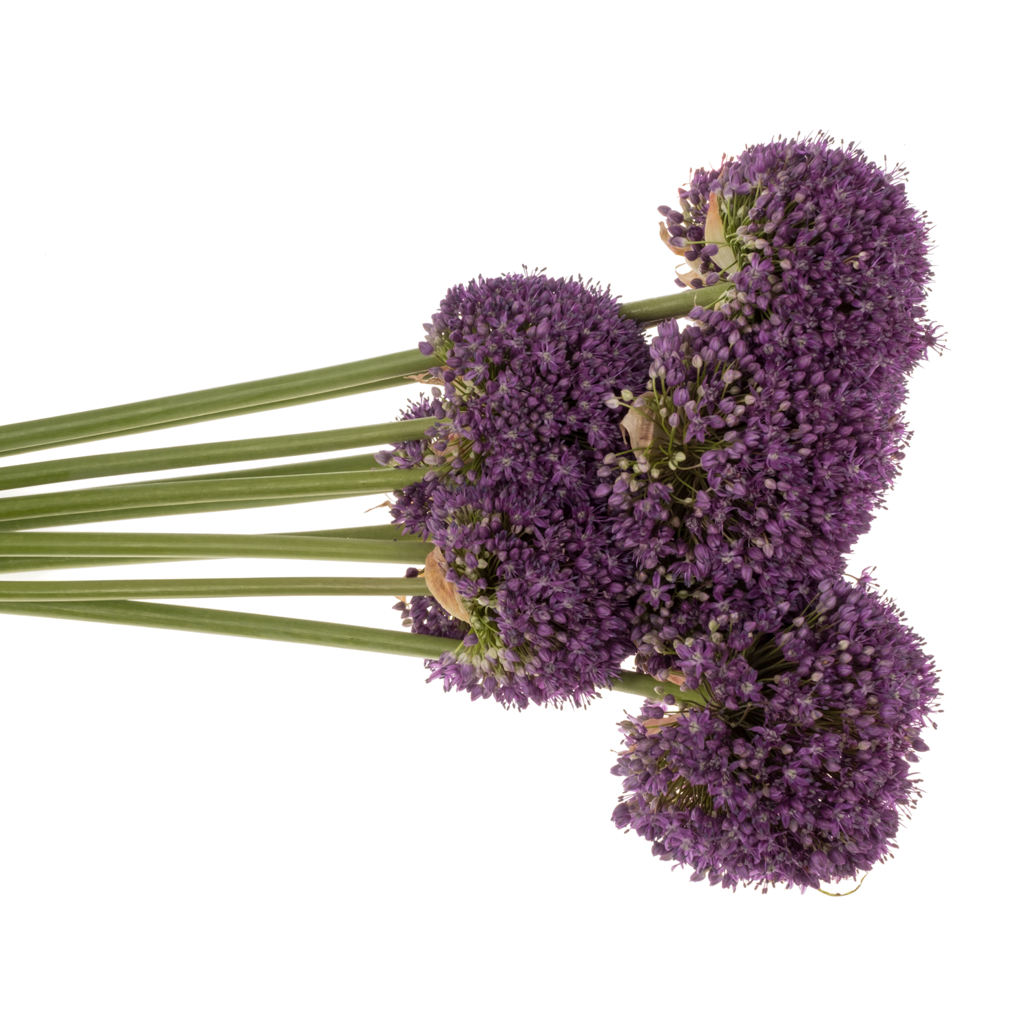 Allium lila Dark Knight 85cm