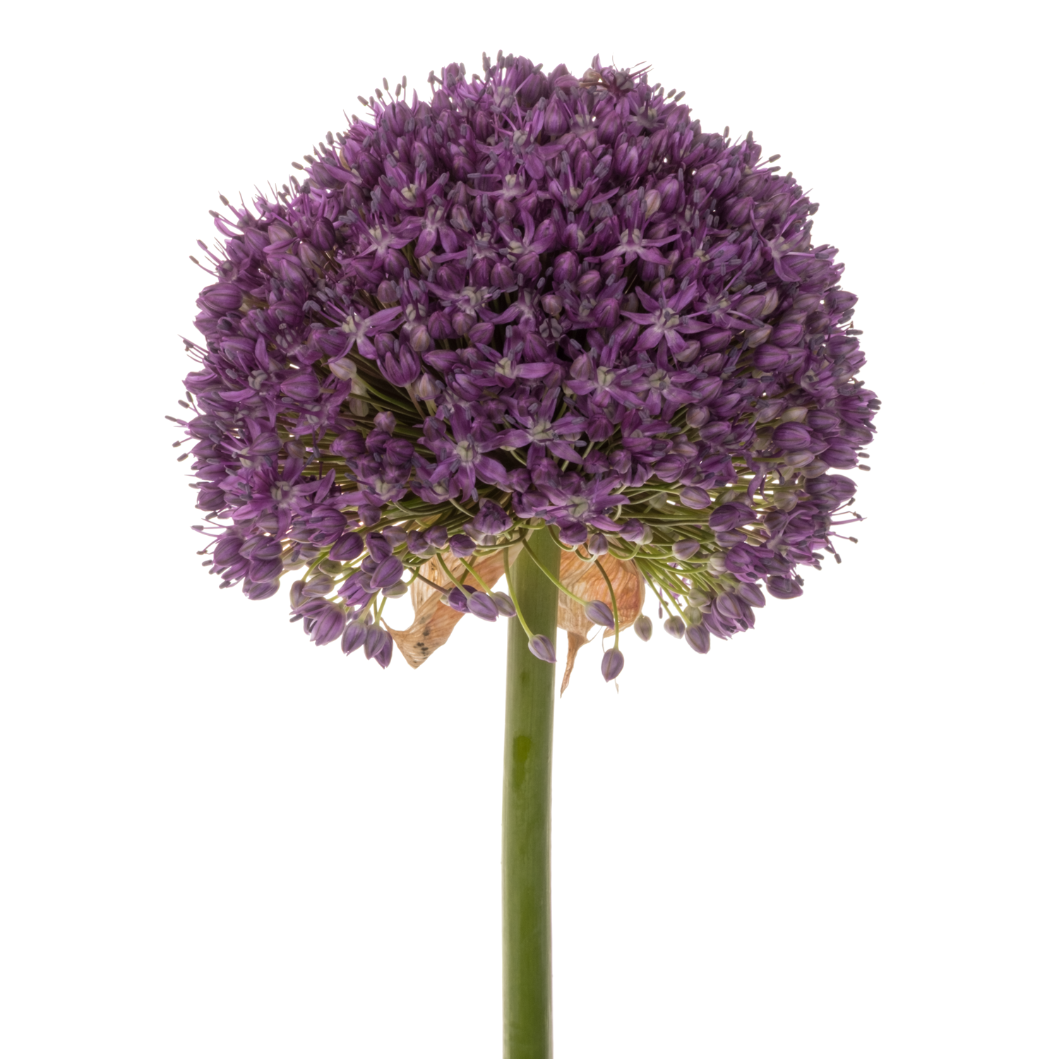 Allium lila Dark Knight 85cm