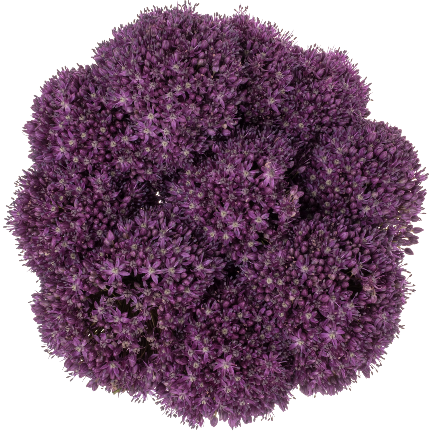 Allium lila Dark Knight 85cm