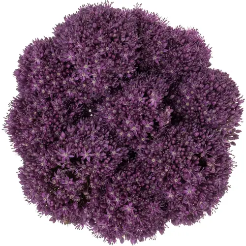 Allium lila Dark Knight 85cm