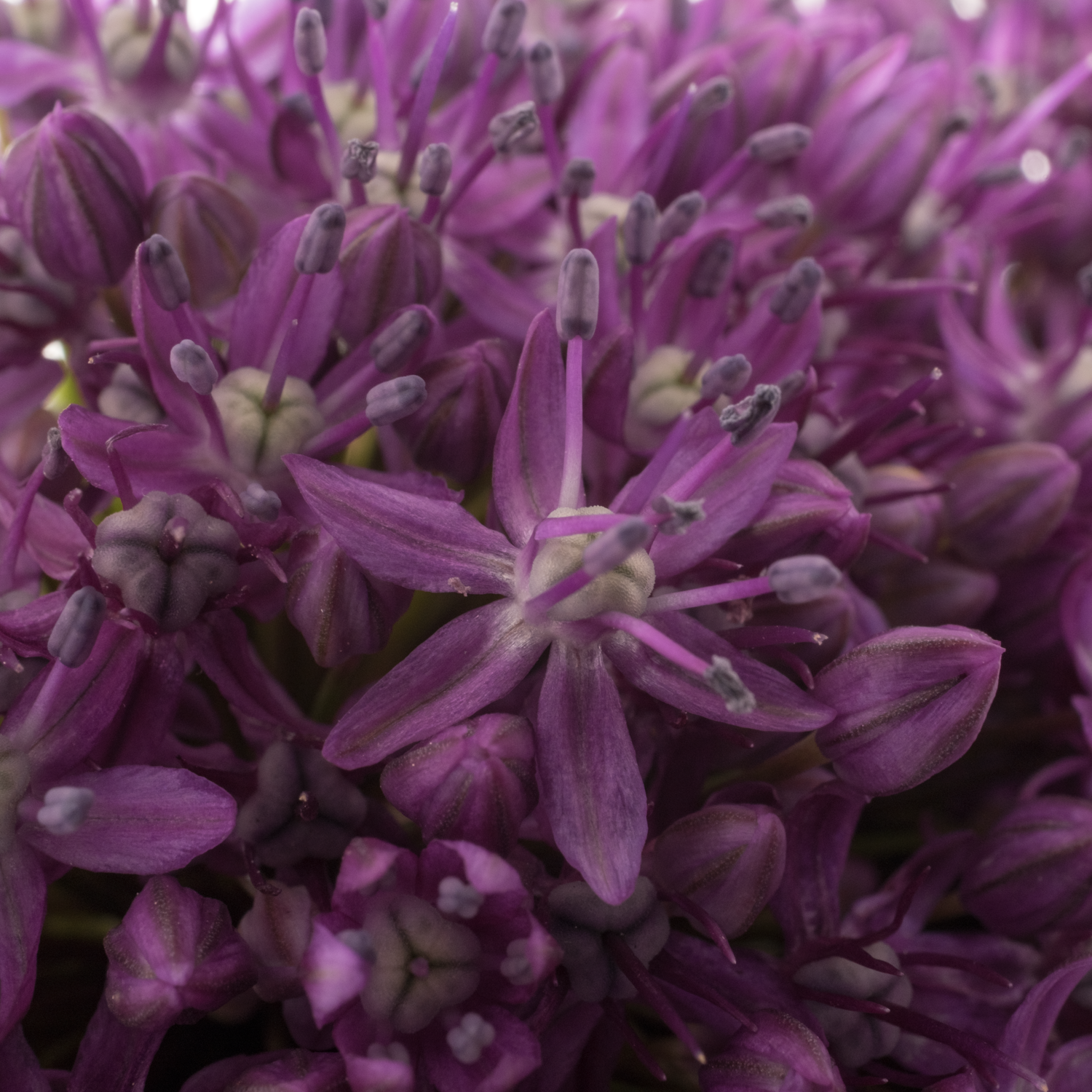Allium lila Dark Knight 85cm