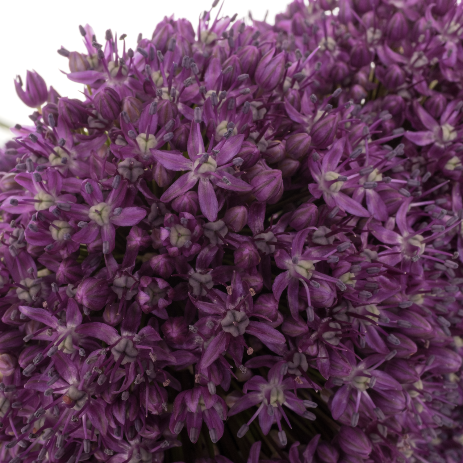 Allium lila Dark Knight 85cm