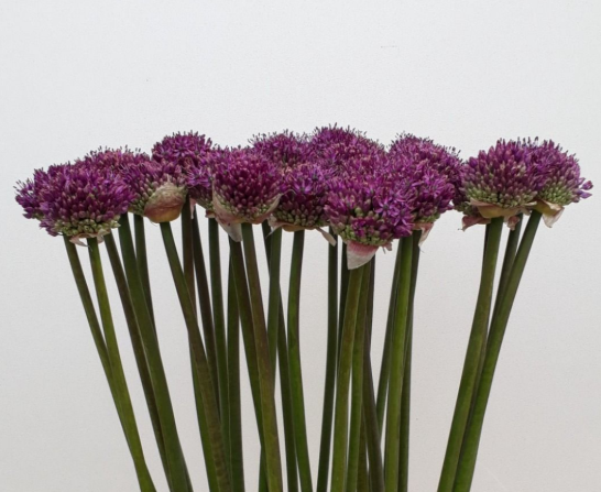 Allium lila Dark Knight 85cm