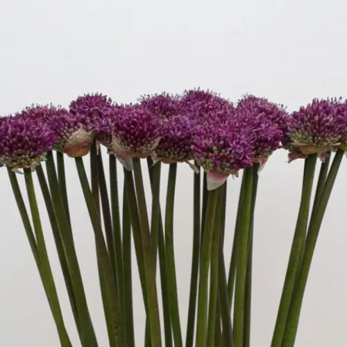 Allium lila Dark Knight 85cm