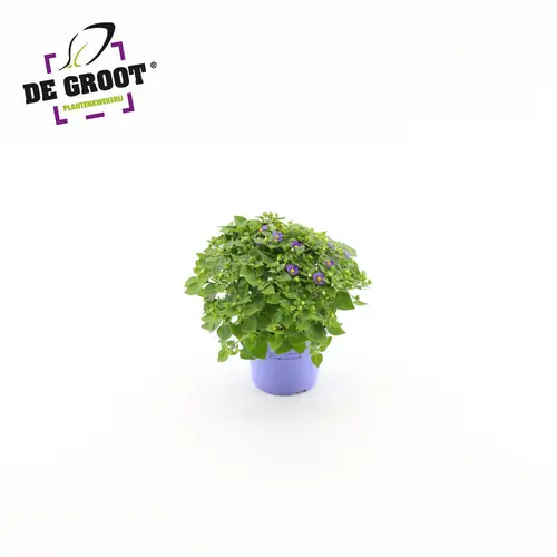 Exacum blau T12 H20