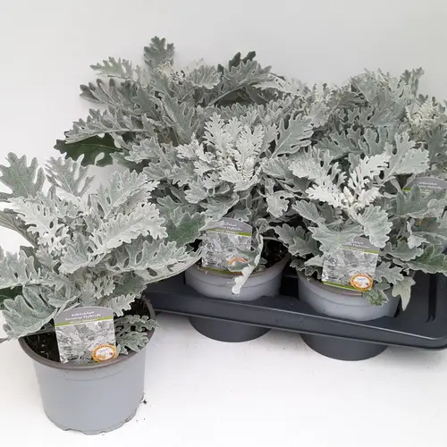 Silberblatt T17 H028