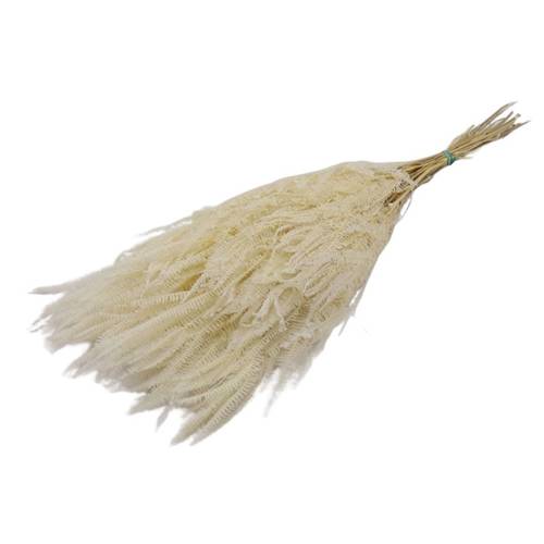 Trocken Helecho gebleicht L70cm 150gr