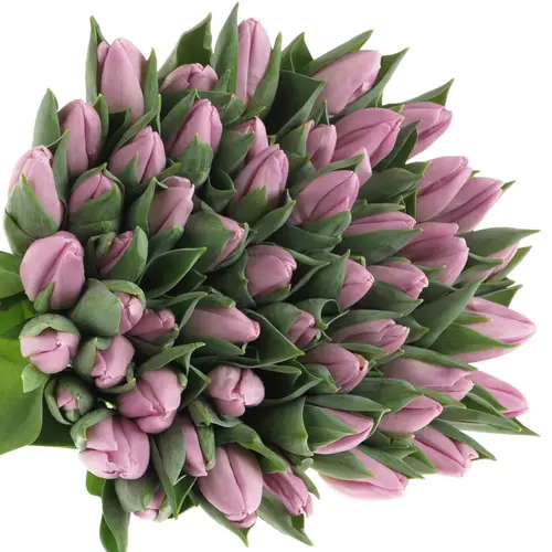 Tulpe milka Candy 34 Gramm