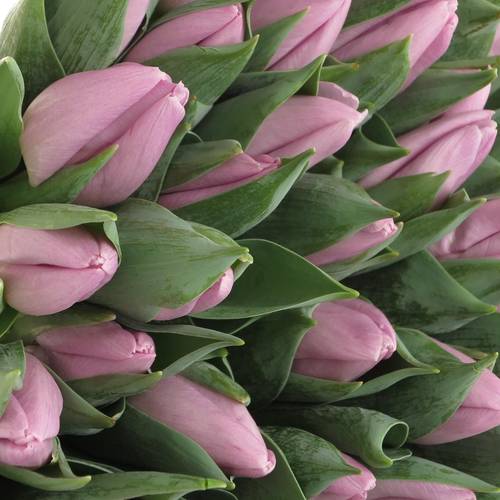 Tulpe milka Candy 34 Gramm