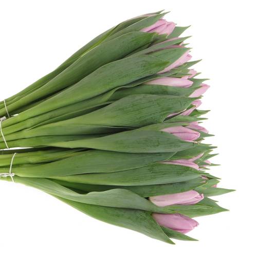 Tulpe milka Candy 34 Gramm