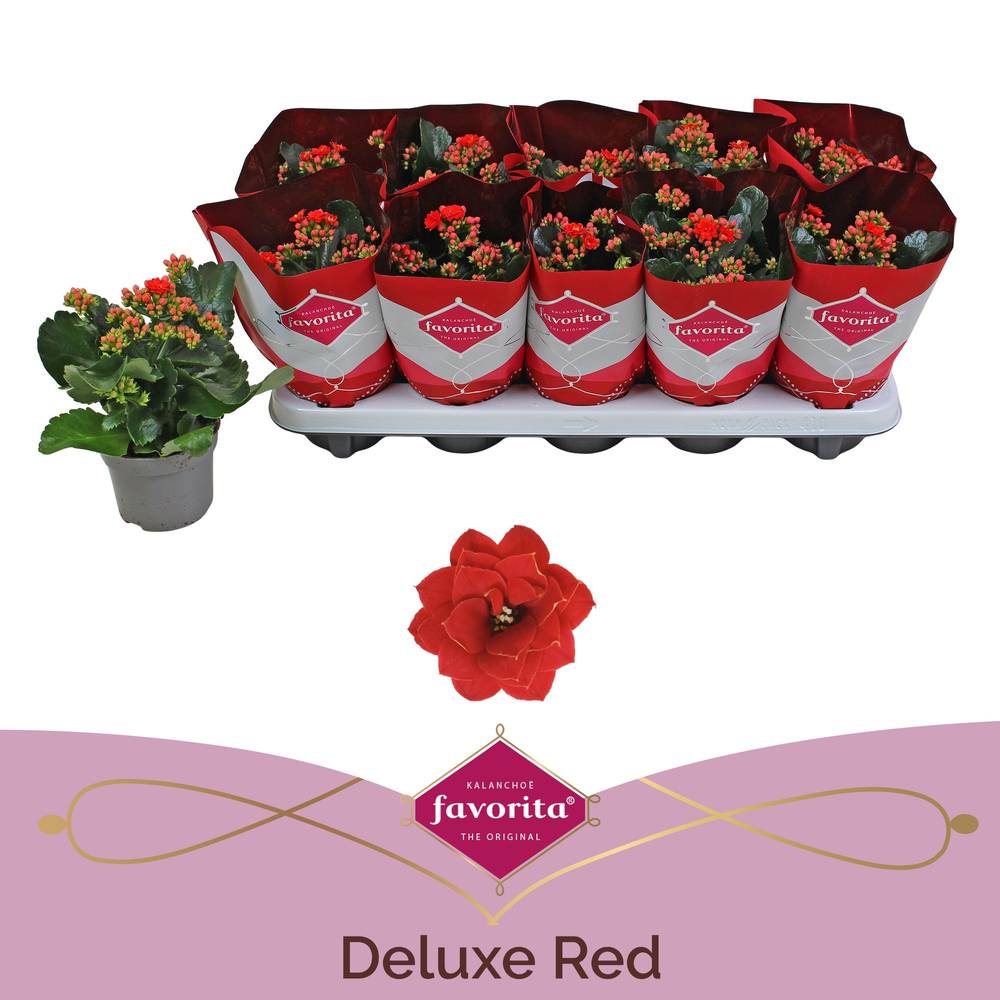 Kalanchoe Gef. rot Valentinsangebot T10,5 H023