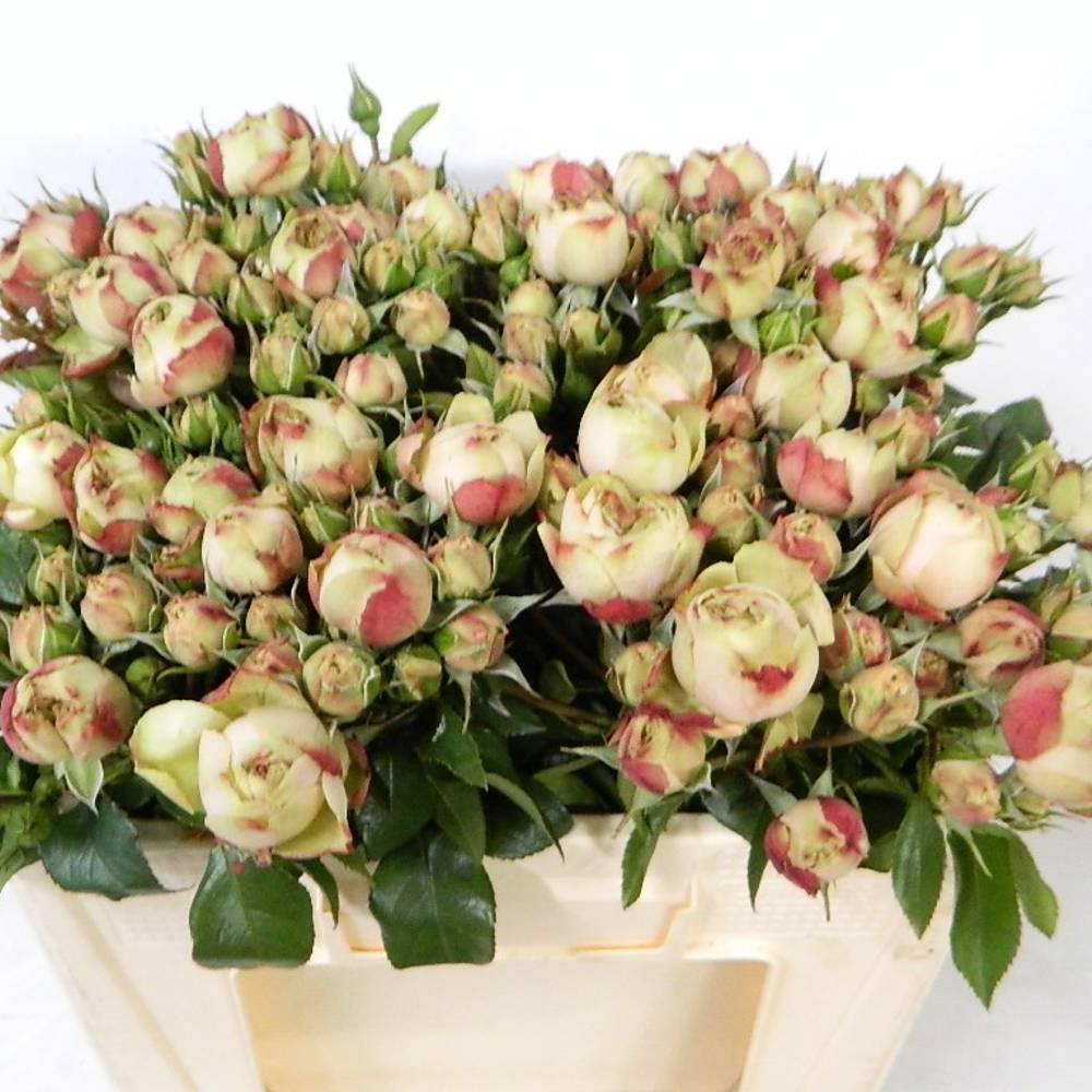 Rose Freiland creme/hell rosa Old Fashion Pom 5+Blüte 50cm