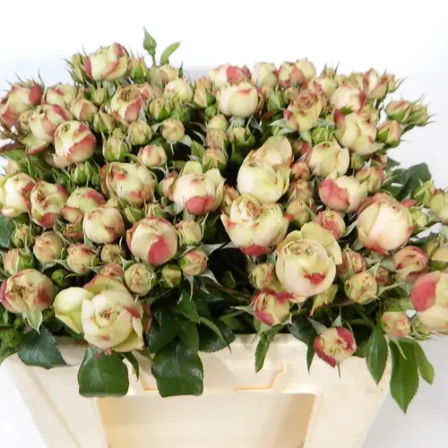 Rose Freiland creme/hell rosa Old Fashion Pom 5+Blüte 50cm