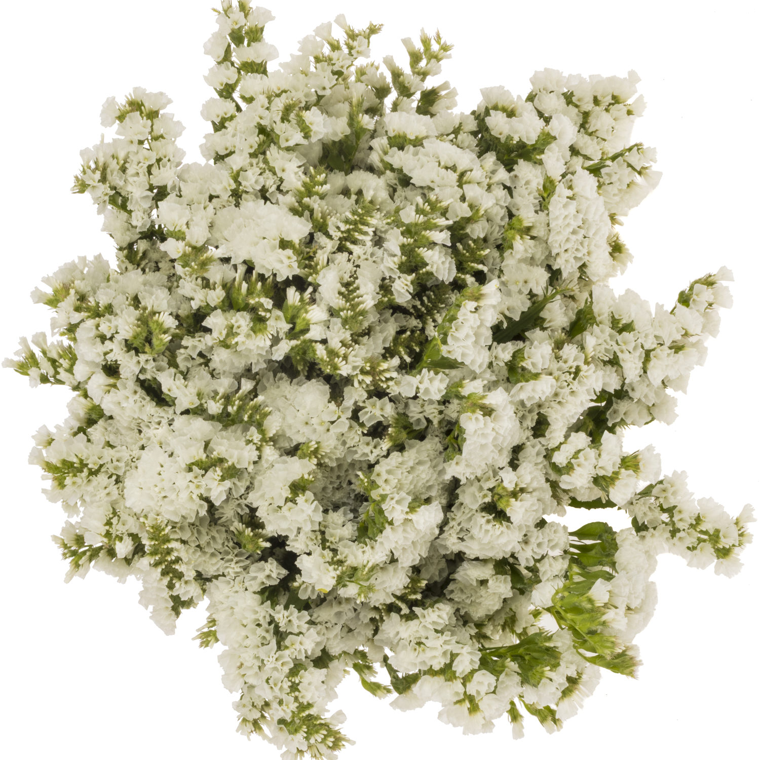 Statice weiss Frost Wings 37 Gramm 70cm