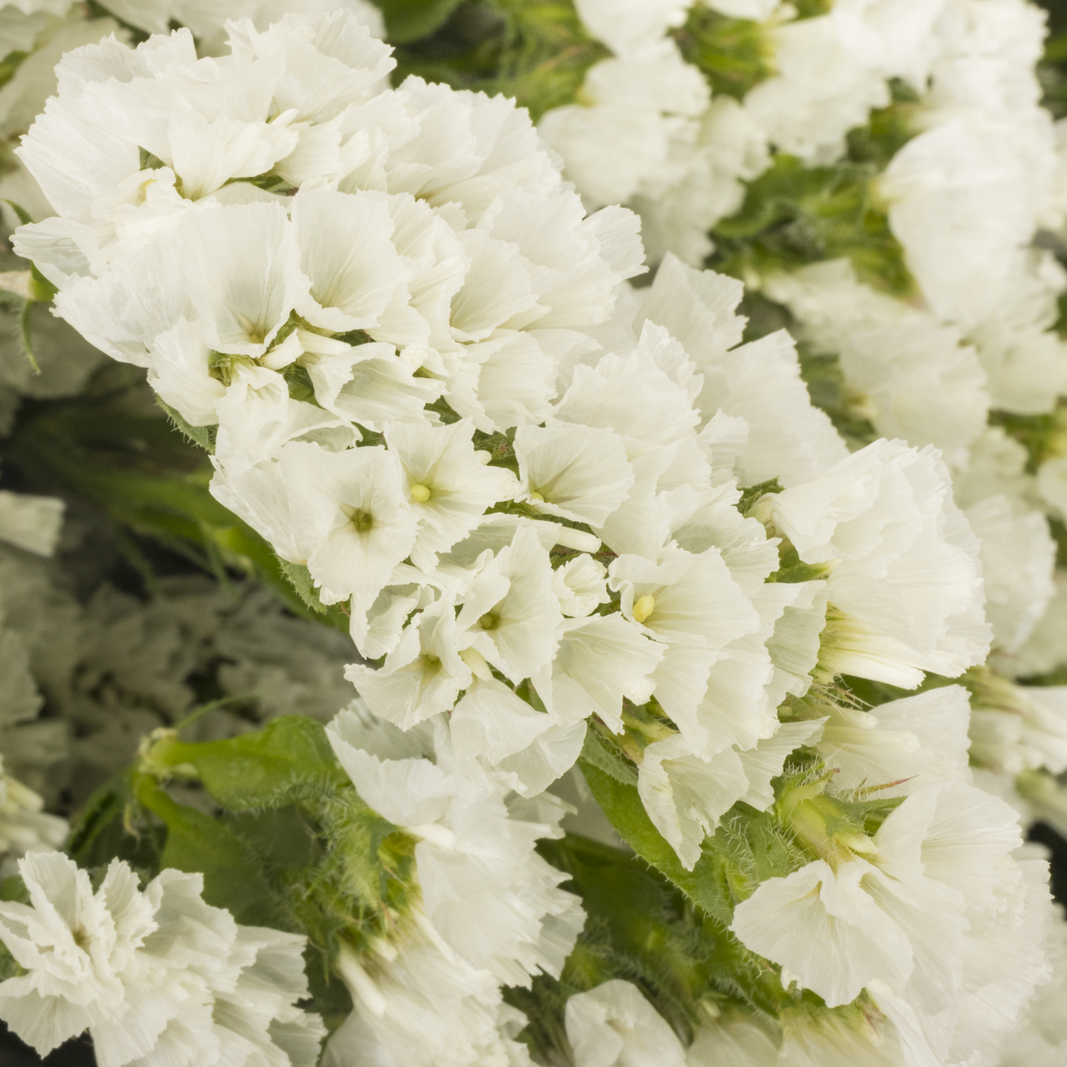 Statice weiss Frost Wings 37 Gramm 70cm