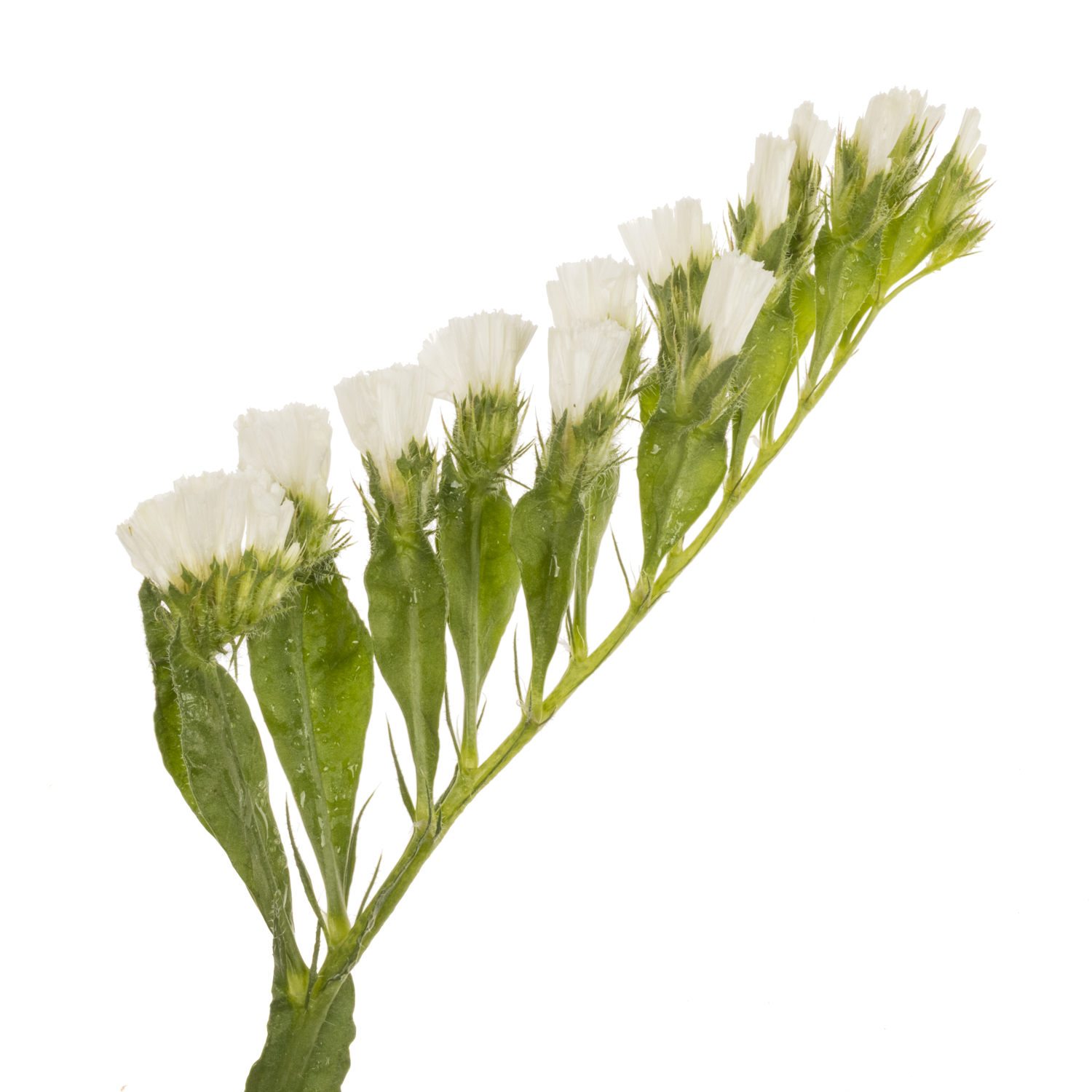 Statice weiss Frost Wings 37 Gramm 70cm