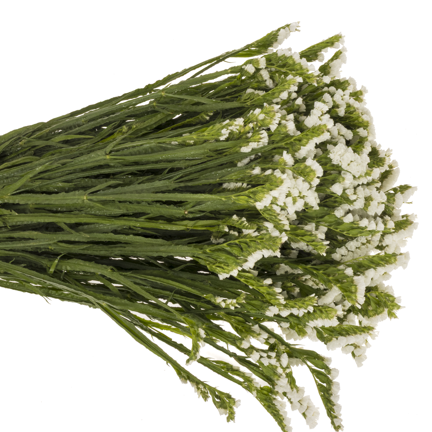 Statice weiss Frost Wings 37 Gramm 70cm