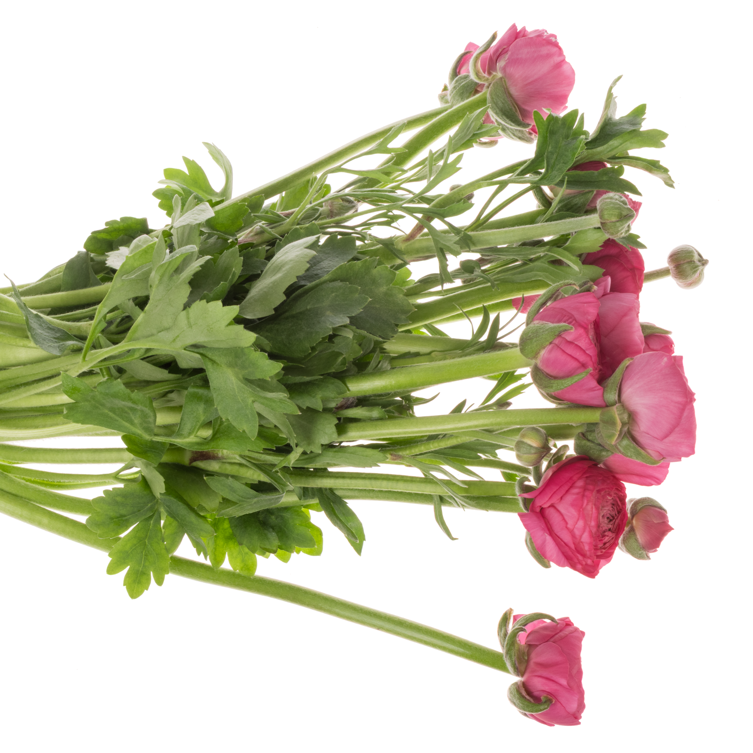 Ranunkel fuchsia Aazur Deep Rose x 10 65 Gramm 45cm