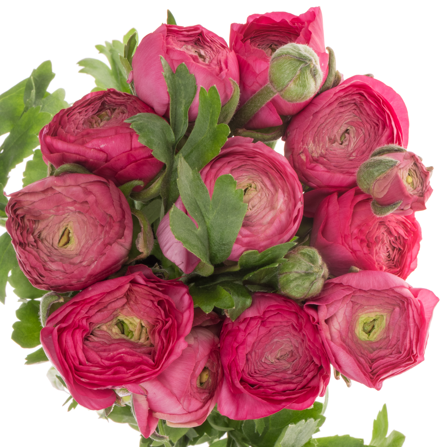 Ranunkel fuchsia Aazur Deep Rose x 10 65 Gramm 45cm