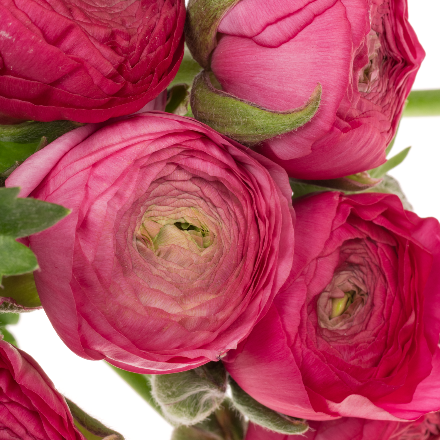 Ranunkel fuchsia Aazur Deep Rose x 10 65 Gramm 45cm