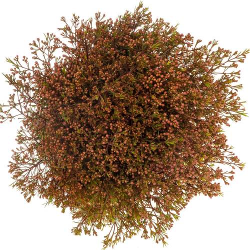 Wachsflower rot Bear Vega Blat 90 Gramm 80cm