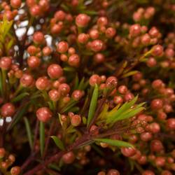 Wachsflower rot Bear Vega Blat 90 Gramm 80cm