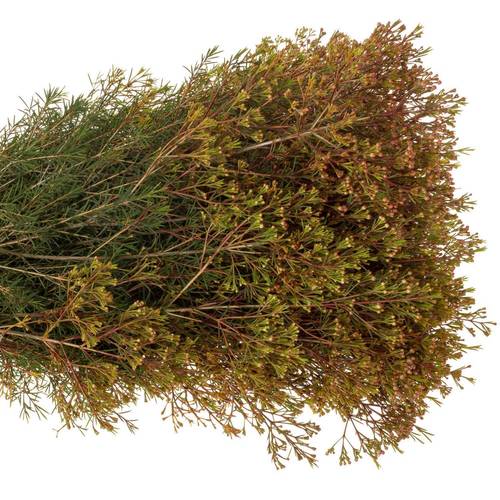 Wachsflower rot Bear Vega Blat 90 Gramm 80cm
