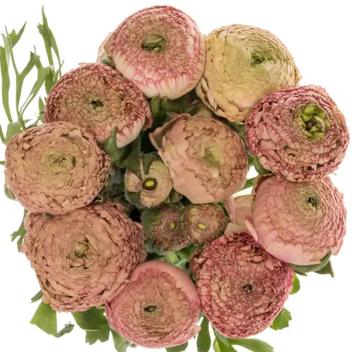 Ranunkel hell rosa-fuchsia Aazur Antiq Rose 44 Gr 46cm