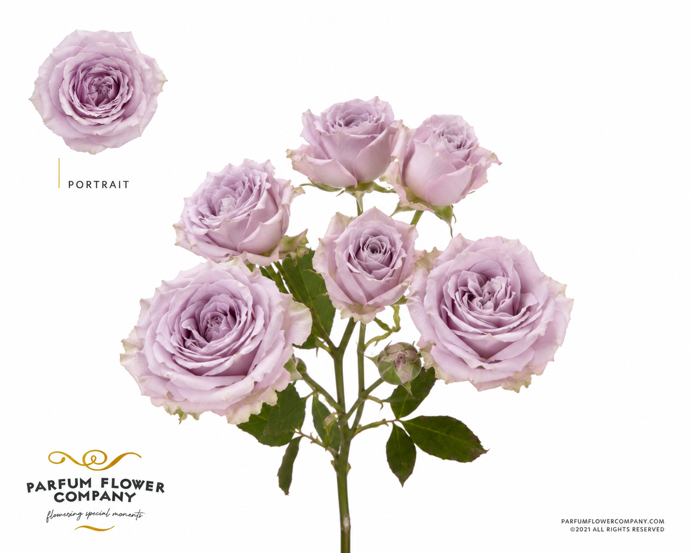 Rose verzweigt milka Portrait 50cm