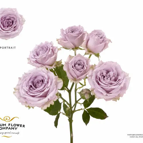 Rose verzweigt milka Portrait 50cm
