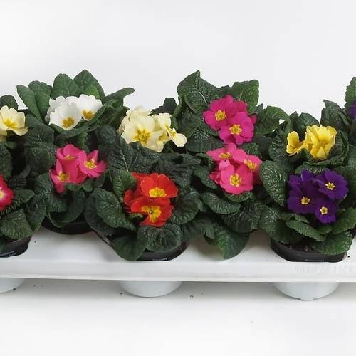 Primula Acaulis mix T10,5 H015