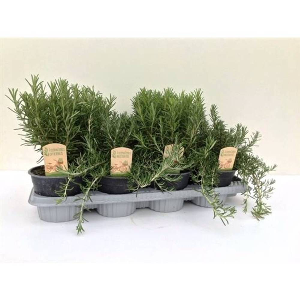 Rosmarin mix T14 H25