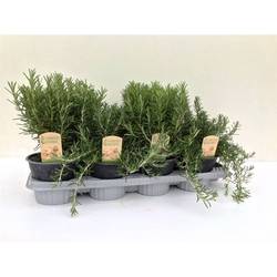 Rosmarin mix T14 H25