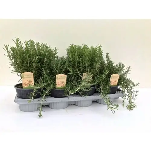 Rosmarin mix T14 H25