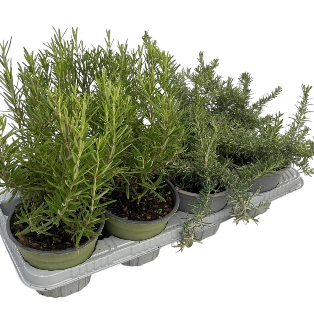 Rosmarin mix T14 H25