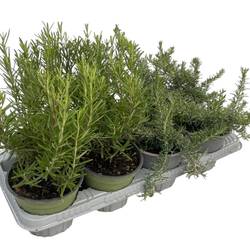 Rosmarin mix T14 H25