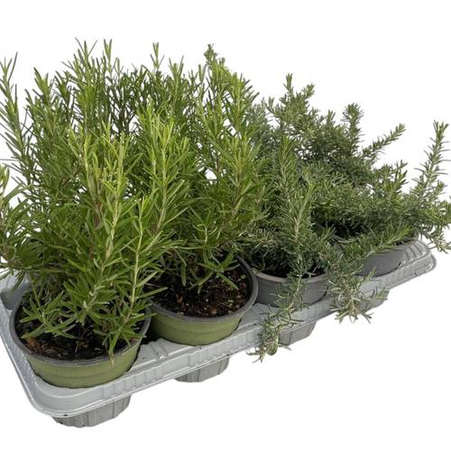 Rosmarin mix T14 H25