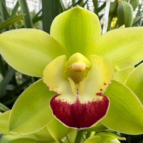 Mini Cymbidium grün Rock 60cm 12+Blüte